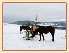 O stromečky byl velký zájem...