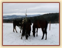 O stromečky byl velký zájem...