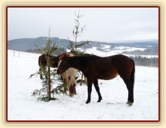 O stromečky byl velký zájem...