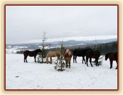 O stromečky byl velký zájem...