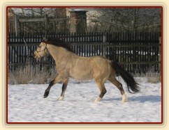 Parellistění ve volnosti, Galen se právě "rozbil" a vesele utíká z dosahu "parellisty"