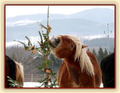 Nejlepší "hledač" byl Cherokee:-)