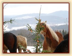 Nejlepší "hledač" byl Cherokee:-)