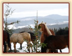 Nejlepší "hledač" byl Cherokee:-)