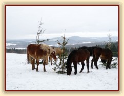 O stromečky byl velký zájem...