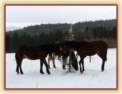O stromečky byl velký zájem...