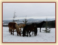 "Kdepak jsou ty mrkve?"