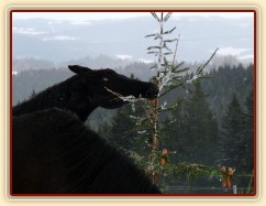 Carthago právě našel další mrkev...