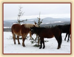 "Nemáte někde schované další mrkve?"