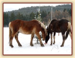 "kde jsou další mrkve?"