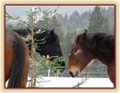 Carthago a Sigi u stromečku...