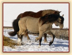 Zimní pastvina, "hra na babu" :-)