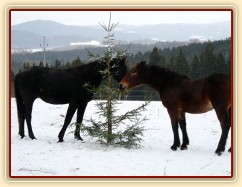 Carthago a Sigi u stromečku...