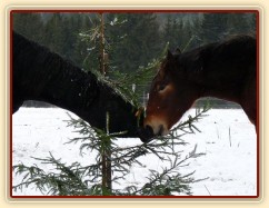 "Tebe za tím stromkem neznám"