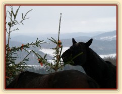 "Kde jen jsou ty další mrkve?"