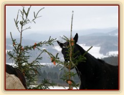 "Kde jen jsou ty další mrkve?"