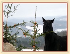 "Kde jen jsou ty další mrkve?"