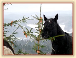 "Kde jen jsou ty další mrkve?"