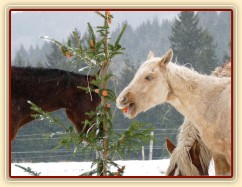 "Tahle mrkev není dobrá :-("