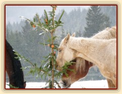 Nerozlučná dvojka Cherookee a Wonder hledají mrkve...