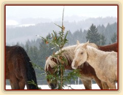 Nerozlučná dvojka Cherookee a Wonder hledají mrkve...