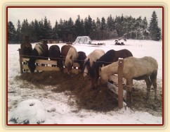 10.1.2012 - Stádo hřebců vyrovnané u senáže