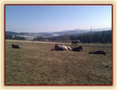 Ranní siesta hřebců, téměř všichni hřebci spí, tradičně "na jedné hromadě" :-)