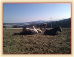 Ranní siesta hřebců, téměř všichni hřebci spí, tradičně "na jedné hromadě" :-)