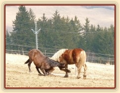Hřebci dovádí v zimním výběhu