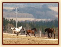 Hřebci dovádí v zimním výběhu