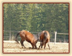 Hřebci dovádí v zimním výběhu