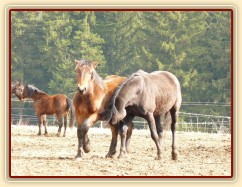 Hřebci dovádí v zimním výběhu