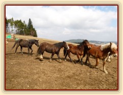 Hřebci v zimním výběhu, "na procházce" :-)