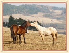 Hřebci  v zimním výběhu