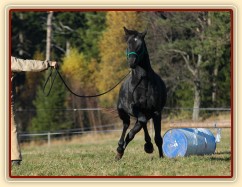 Říjen 2010, práce ze země, vyslání na kruh. Foto Olga Procházková