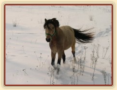 Zimní vyjížďka, běhání na volno(asi nejoblíbenější činnost našich poníků)