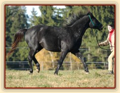 Říjen 2010, práce ze země, změna směru na kruhu. Foto Olga Procházková