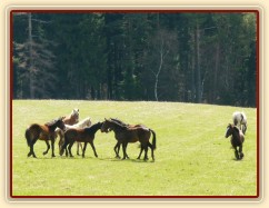 Stádo hřebců na poprvé letos na trávě, samozřejmě bylo veselo:-)