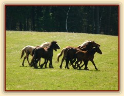 Stádo hřebců na poprvé letos na trávě, samozřejmě bylo veselo:-)