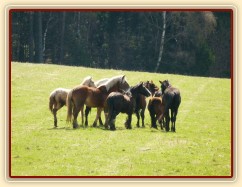 Stádo hřebců na poprvé letos na trávě, samozřejmě bylo veselo:-)
