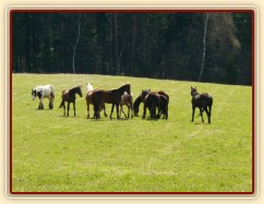 Stádo hřebců na poprvé letos na trávě, samozřejmě bylo veselo:-)