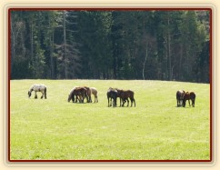 Stádo hřebců na poprvé letos na trávě, samozřejmě bylo veselo:-)