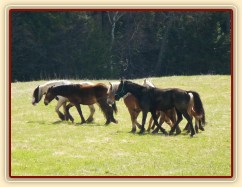 Stádo hřebců na poprvé letos na trávě, samozřejmě bylo veselo:-)
