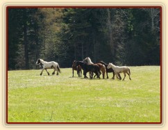 Stádo hřebců na poprvé letos na trávě, samozřejmě bylo veselo:-)