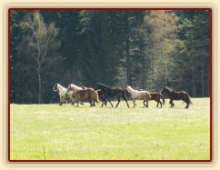 Stádo hřebců na poprvé letos na trávě, samozřejmě bylo veselo:-)