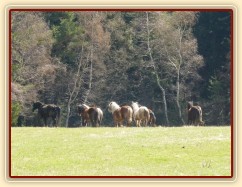 Stádo hřebců na poprvé letos na trávě, samozřejmě bylo veselo:-)
