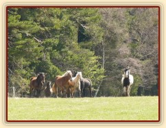 Stádo hřebců na poprvé letos na trávě, samozřejmě bylo veselo:-)