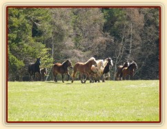 Stádo hřebců na poprvé letos na trávě, samozřejmě bylo veselo:-)
