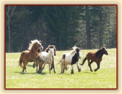 Stádo hřebců na poprvé letos na trávě, samozřejmě bylo veselo:-)
