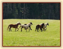 Stádo hřebců na poprvé letos na trávě, samozřejmě bylo veselo:-)